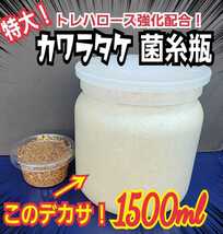 カワラ菌糸瓶　特大1500ml トレハロース・キトサン・ローヤルゼリー強化配合！タランドゥス、オウゴンオニクワガタ、レギュウスが巨大化！_画像3