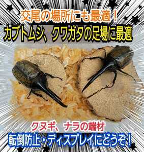 転倒防止、ディスプレイにも抜群です！クヌギ・ナラの産卵木の端材【5~6個】クワガタ、カブトムシの交尾の場所に最適！足場、とまり木にも