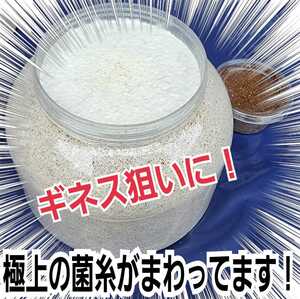 大型クワガタ羽化専用☆2300mlスーパービック☆ヒマラヤひらたけ菌糸瓶☆特殊アミノ酸強化配合☆ギネス狙いに！中がよく見えるクリアボトル