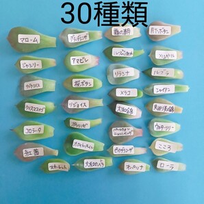 葉挿し 30種類セット⑮ 多肉植物