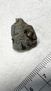 銚子産の琥珀/母岩付き１つ/千葉県銚子市/中生代白亜紀前期/琥珀銚子サメの歯化石アンモナイトメガロドン