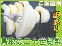 5個出品 鳥取県産 二十世紀梨 20世紀梨 5kg 訳あり ご家庭用予約 9月上旬頃から出荷 さんきん 1円_画像1