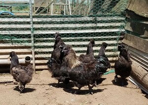 黒烏骨鶏の有精卵(種卵）５個+即決で検卵器サービス