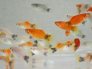 ３０匹 ミックスミッキーマウスプラティ ２から３CM 熱帯魚 淡水 生体 即決 ８０サイズ関東送料８７３円