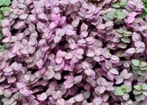 観葉植物 カリシアロザート カット苗30本