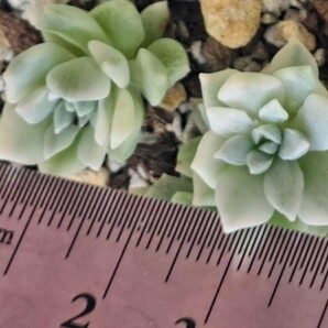 多肉植物 プロリフェラ錦 抜き苗 2点