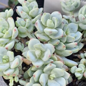 多肉植物 セダム ペレスデラロサエ ピンクエッジ 5カット