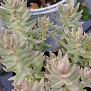 多肉植物 カメレオン錦 5カット