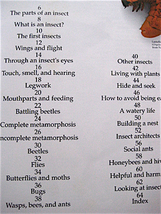 洋書（英国）★INSECT EYEWITNESS GUIDES★虫の図鑑★DORLING KINDERSLEY_画像4