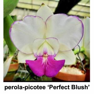 洋蘭原種 C.walkeriana perola-fiticerinha 'Perfect Blush' OG ペローラ整形雫個体