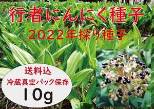 【送料込】2022年行者ニンニク 種 採れたて真空パック冷蔵保存10g(約800粒位) 貴重な山菜 a