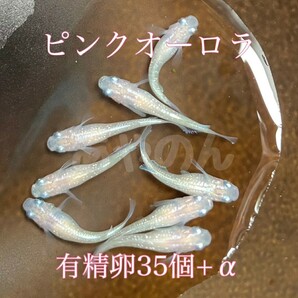 新規開設セール! ピンクオーロラ 有精卵 35個+α メダカの卵 めだか