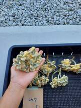 M0801-M057-247ティチュバンズ錦5個 韓国多肉植物 韓国苗 エケベリア Echeveria (岡山在庫)★(8/12発送)_画像2