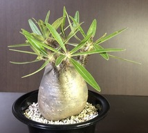 象牙宮　Pachypodium rosulatum v.gracilius　　パキポディウム　　塊根植物　_画像2