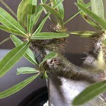 象牙宮　Pachypodium rosulatum v.gracilius　　パキポディウム　　塊根植物　_画像5