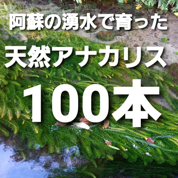 100本以上　阿蘇の湧水で育った水草　天然アナカリス