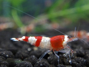 [ shrimp ][ shrimp ][10 pcs ] shrimp Red Bee Shrimp band red clean!! M-ML size (1.2-1.5cm)