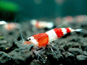 [ shrimp ][ shrimp ][1 pcs ] Red Bee Shrimp band SM size famous bleeder ..(±1.0cm)