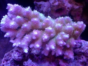 [ coral ] green isisp. (Ultra Grade)[UCA/ Australia production ]( individual sale )(±13x9cm)No.26( organism )