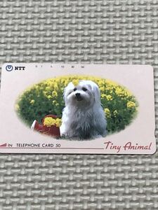 [ unused ] telephone card dog flower field 
