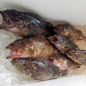 超高級魚　カサゴ　アラカブ　ガシラ　セット　2.18キロ　対馬　天然　絶品　煮付け　焼き　美味　激安