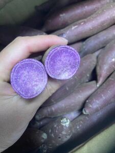 50-1.早勝ち　50名様限定　茨城県産　紫芋　ふくむらさきいも　約1.2kg