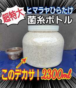 ギネス狙いに！超ビック2300ml☆特選ヒマラヤひらたけ菌糸瓶☆大型クワガタ羽化専用☆トレハロース・キトサン、ローヤルゼリー強化配合！