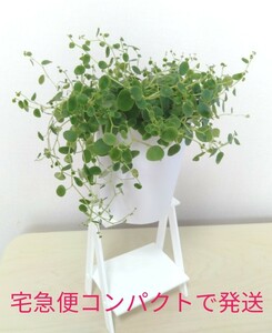 ペペロミアジェミニ 根付き抜き苗
