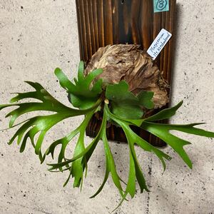 ビカクシダ『マウントキッチャクード』3番 板付け ※送料込み