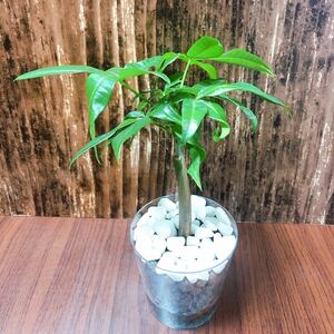 No.1 パキラ 観葉植物 ハイドロカルチャー