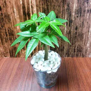 No.3 パキラ 観葉植物 ハイドロカルチャー