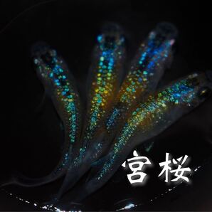 宮桜めだか 有精卵20個+a【産卵が不安定なため、次回出品未定となります】