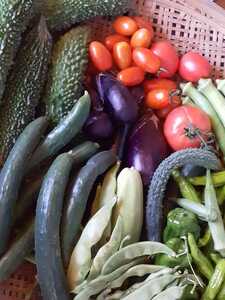 信州産 夏野菜セット(ハーブなし)　60サイズ　農薬化学肥料不使用、有機肥料は使用　無農薬