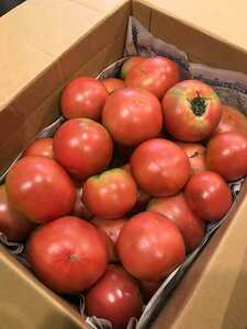 産地直送 減農薬トマト 桃太郎トマト 約６kg ２４個～ はねだし 訳あり