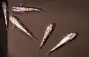 白斑サファイア　メダカ　稚魚:幼魚(無選別)　10匹プラス保証分２匹オマケ　「マサ金メダカ」