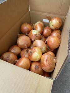 茨城県産タマネギ 8kg 訳あり　大きさおまかせで。【検索用】ジャガイモ　人参　カレー　ドレッシング　レタス　トマト　キャベツ　No.33