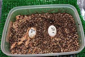オレンジ血統　ニホンイシガメ　6〜7月産卵　親違い　有精卵　2卵　日本イシガメ　岡山産（同河川個体群）