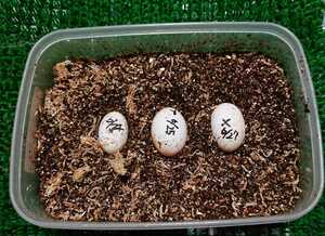 オレンジ血統　ニホンイシガメ　6～7月産卵　親違い　有精卵 3卵　日本イシガメ　岡山産（同河川個体群） (画像はサンプル)