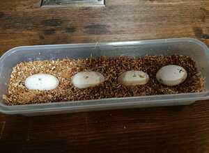 即決　オレンジ血統　ニホンイシガメ　6～7月産卵　親違い　有精卵　4卵　日本イシガメ　岡山産（同河川個体群）