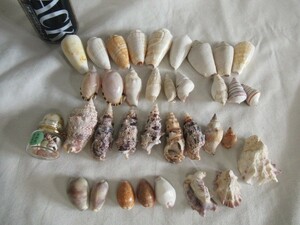 ②■貝殻■まとめて いろいろセット　 ハンドメイド材料　キャンドル　コレクション品 貝　インテリア