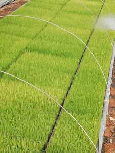 新米　令和3年度産　コシヒカリ　玄米20kg 徳島産　　農家直送　減農薬米