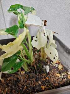 ◆マドカズラ 白斑入りの群生株!!親苗!◆Monstera adansonii white variegataモンステラ アダンソニー 斑入り 増殖用