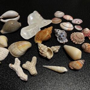 貝殻 珊瑚 工作 ハンドメイド 材料