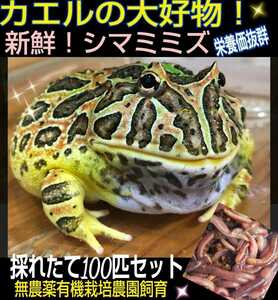 Для лягушкой приманки! свежий! Недавно поднятый! 100 наборов Shimamimizu ☆ Pretication Perfect! Я хорошо ем! Для приманки для рептилий, приманки для черепах, декоративной рыбной приманки, рыбацкой приманки!