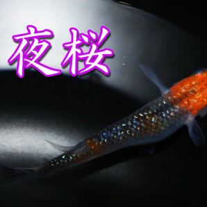 夜桜 メダカ 有精卵50個+α
