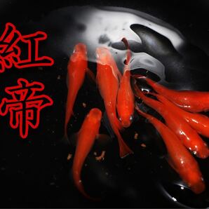 紅帝 メダカ 有精卵40個+α 楊貴妃 皇帝 【期間限定値下げ&増量 1000円→900円 30個→40個】
