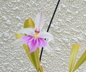 洋蘭　ミルトニア原種　Milt.spectabilis ‘Nego’BMJOGA　現在花はありません+新芽2本