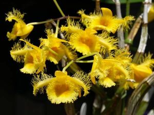 洋蘭　デンドロ原種　Den.harveyanum　現在花はありません