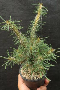 （◎＿◎；）★ユーフォルビア★ Euphorbia milii v. rossii ★★★★★