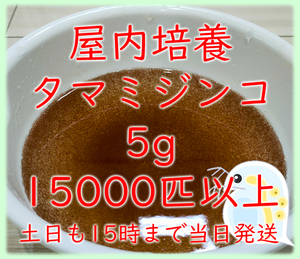 ★新鮮★屋内培養 タマミジンコ5g (+0.5g) 15000匹以上 めだか 金魚 生餌 